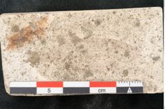 Foto (Detailansicht) von Cinnamomum lanceolatum Unger (NHMW-GEO-2024-0188-8128)